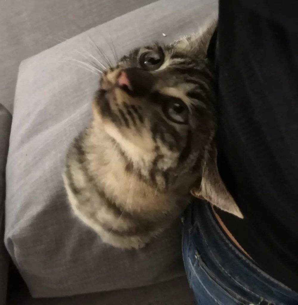 养猫之后我发现，我无法像宠物博主一样爱猫