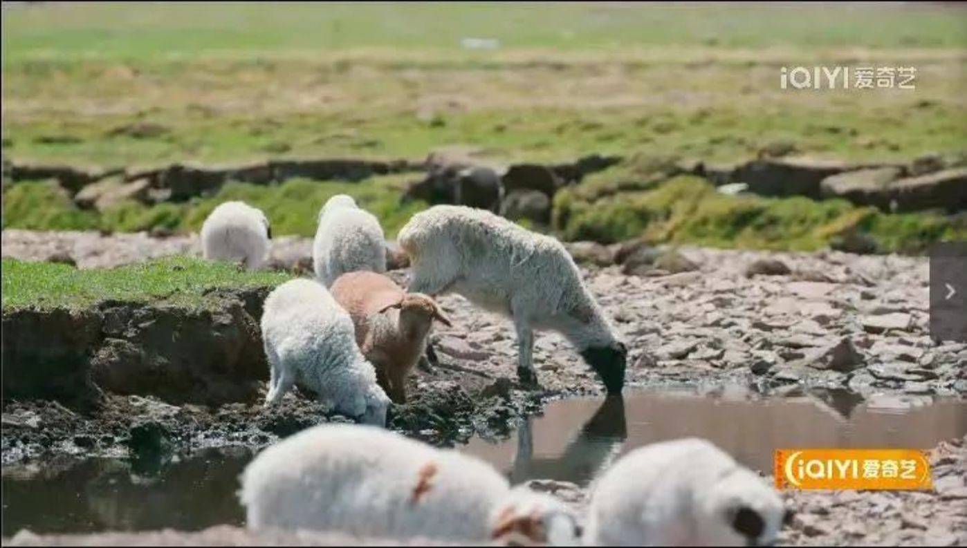 「女版」《种地吧》，能否打破扑街魔咒？