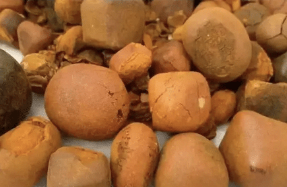 牛黄战争：贵过黄金的中药材，吸引南美毒枭入局