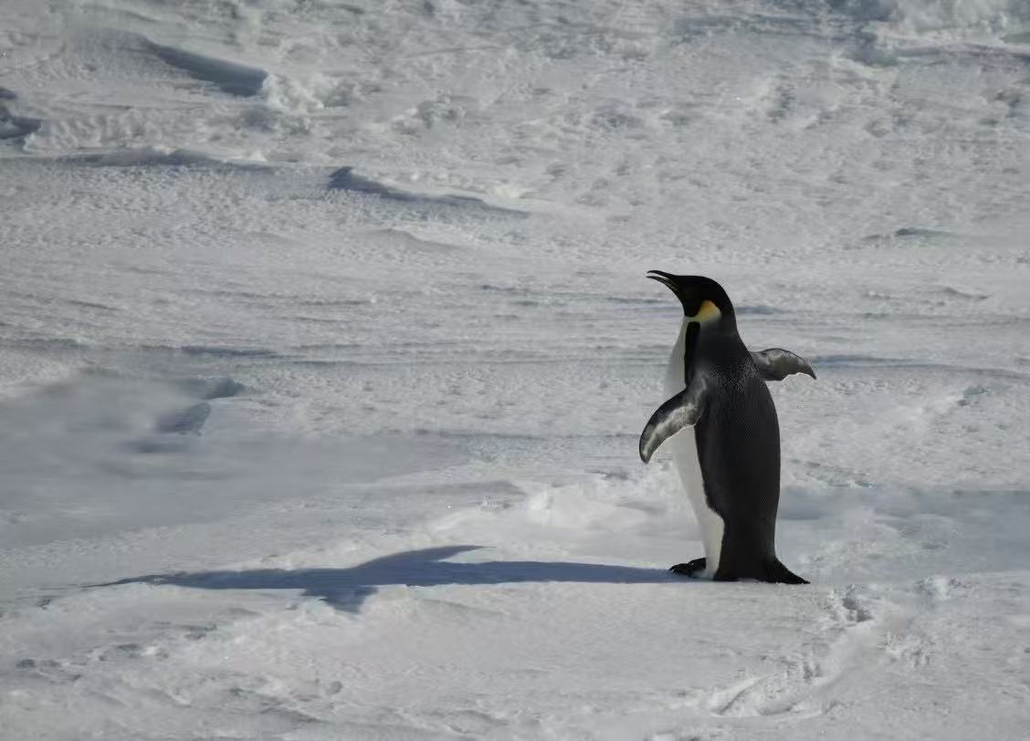清华硕士成南极「摆渡人」：7年30次，我送2000多人去南极 | 新生活·新职业·新旅人①