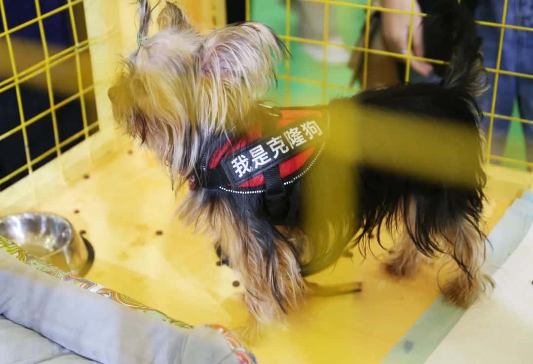 花11万元克隆「复活」宠物狗，实验多次失败，退款也拿不到！背后公司是「明星」企业，曾高喊「三到五年上市」