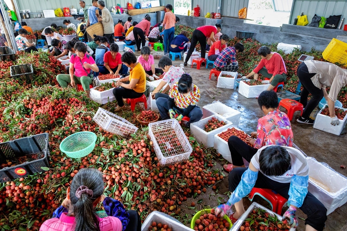 这种水果价格大跳水，商家「一上午卖出200多箱」，有老板直言：一天一个价