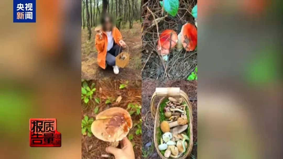 大理苍山采蘑菇爆火，一天超万名游客进山！挖了扔、随意埋、菌丝裸露……专家警告：一旦破坏，蘑菇就「断子绝孙」了
