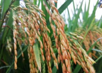 日本再现大米涨价潮，1袋5公斤装大米均价超200元！此前多地民众彻夜排长队抢购大米，上演「大米争夺战」