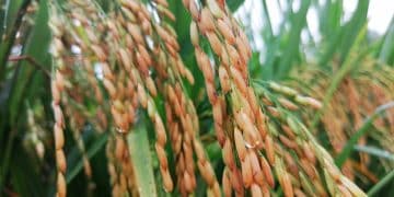 日本再现大米涨价潮，1袋5公斤装大米均价超200元！此前多地民众彻夜排长队抢购大米，上演「大米争夺战」