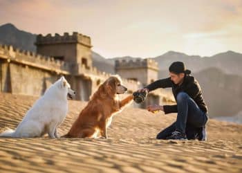 一套宠物定制照片收费2万元，订单排到一年后⋯⋯这个行业的摄影师可年入百万元｜聚焦宠物经济②