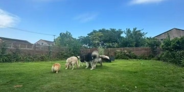 宠物健身房能水疗、按摩；猫狗「幼儿园」每天学费一两百元 这些新业态赚钱了吗？｜聚焦宠物经济③