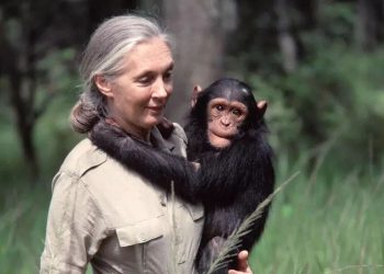 著名灵长类动物学家珍·古道尔去世，终年91岁，当时正在巡回演讲！她曾17次来到中国