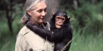 著名灵长类动物学家珍·古道尔去世，终年91岁，当时正在巡回演讲！她曾17次来到中国