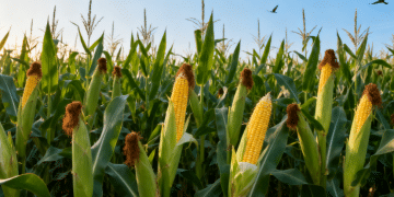 架起「期货桥梁」赋能乡村振兴——国元期货通辽营业部助力库伦旗玉米种植户稳收增收