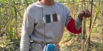 四川眉山「偷甘蔗农场」爆火！增设2.99元入场费后，地里仍来了上千游客，「偷甘蔗」被逮到的人要表演才艺，老板：日销售有时近万元