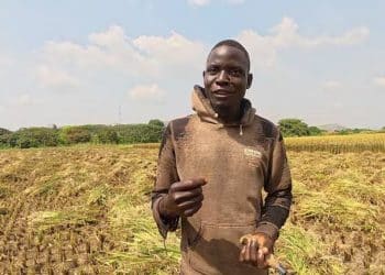 11年破三关：一粒中国稻种如何在尼日利亚「生根」