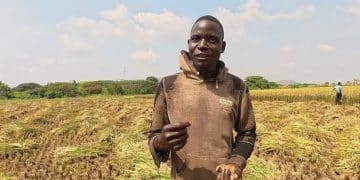 11年破三关：一粒中国稻种如何在尼日利亚「生根」