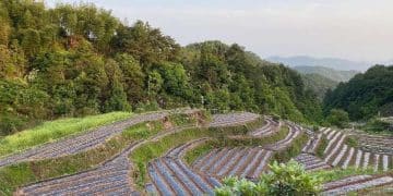 结对帮扶绘就淳安乡村振兴新图景——国海良时期货结对帮扶浙江省淳安县实践案例