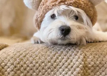 在小区投毒致9犬2猫死亡，张某某一审被判4年，当庭上诉！涉案毒药对人致命，几十毫克便可毒死成年人！狗主人：它是我的精神支柱