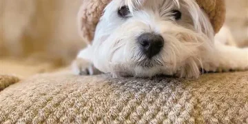 在小区投毒致9犬2猫死亡，张某某一审被判4年，当庭上诉！涉案毒药对人致命，几十毫克便可毒死成年人！狗主人：它是我的精神支柱