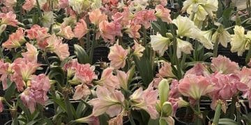 价格大跳水！曾标价近300元的「网红」，如今「直播间标价三十四元根本卖不动，只能批发清仓」