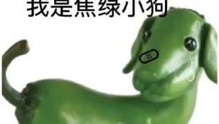 为什么没人走后门当程序员？