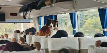 「春节档」的狗狗旅行团 透视宠物经济持续狂奔的密码