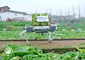 「机器狗」正式下乡，帮农民收「榨菜」