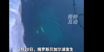 总领馆：贝加尔湖事故幸存者身体状况良好！当地提前回暖，温度破百年纪录；目击者：幸存男子坐在后排，在车辆入水瞬间冲出