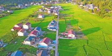 「保险+期货」助力乡村振兴提质增效